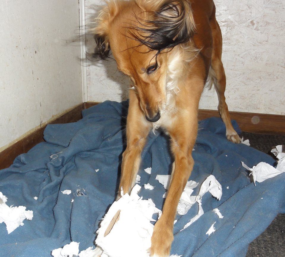 dog